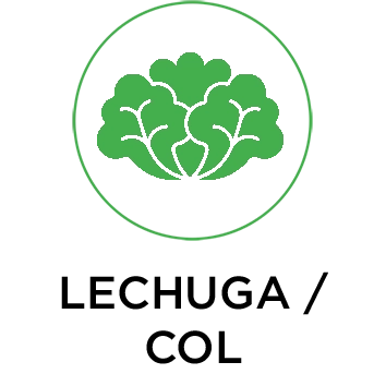 LECHUGA/COL